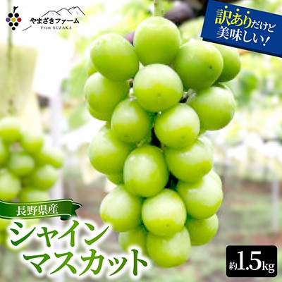 【2026年度出荷分】【訳あり】 長野県産シャインマスカット 約1.5kg(4～6房)家庭用