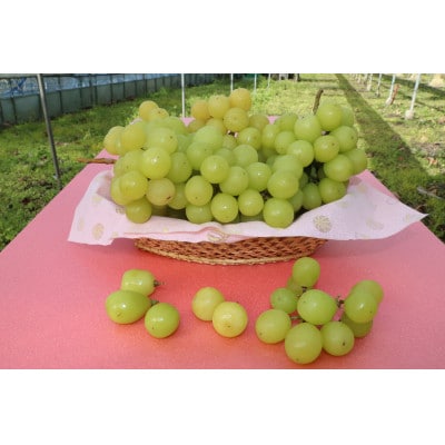 【2026年度出荷分】【訳あり】 長野県産シャインマスカット 約1.5kg(4～6房)家庭用