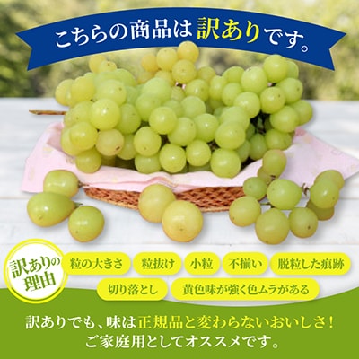 【2026年度出荷分】【訳あり】 長野県産シャインマスカット 約1.5kg(4～6房)家庭用