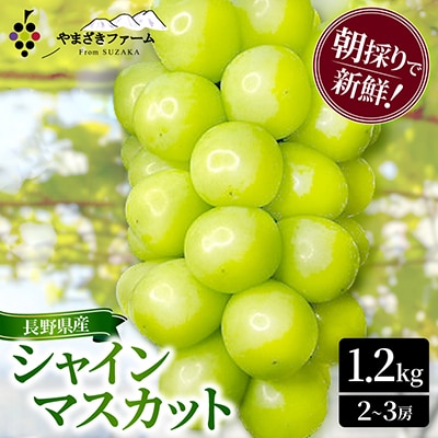 朝採り・樹成り完熟! シャインマスカット1.2kg以上(2～3房)