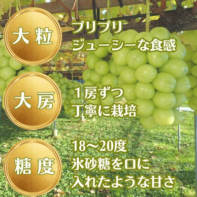 【2026年発送】大人気!長野県産 シャインマスカット朝採り・樹成り完熟!1.2kg以上(2～3房)