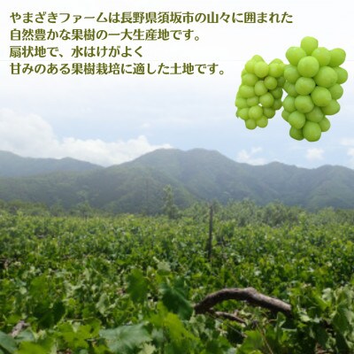 【2026年発送】大人気!長野県産 シャインマスカット朝採り・樹成り完熟!1.2kg以上(2～3房)