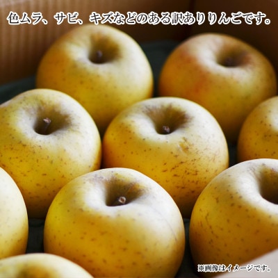 【2025年発送】シナノゴールド 訳あり 約5kg (約10～18玉) 《黒岩果樹園》