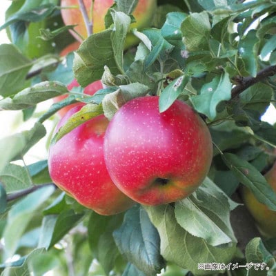 【2025年発送】シナノホッペ 秀品 約5kg (約10～18玉)