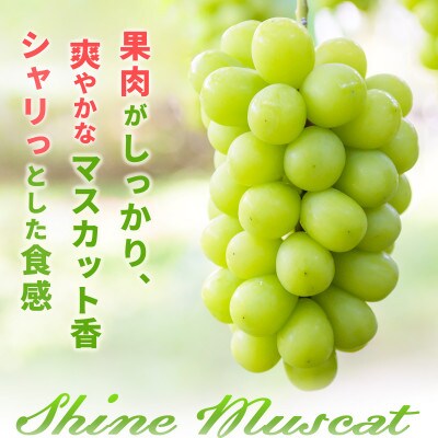 【2026年発送】シャインマスカット 約3kg(約4～9房) 《黒岩果樹園》