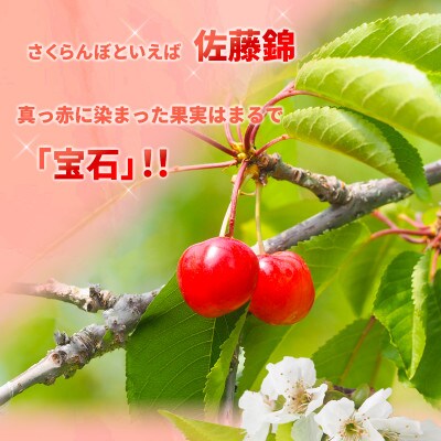 【2026年発送】佐藤錦 さくらんぼ 秀品 約1kg (バラ詰) 《黒岩果樹園》