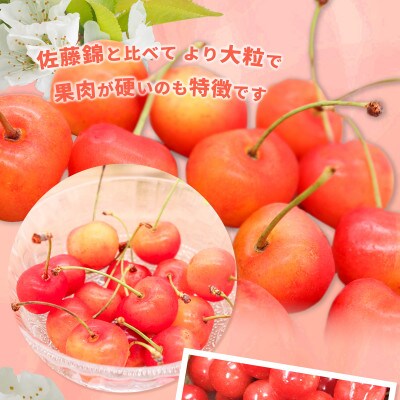 【2026年発送】紅秀峰 さくらんぼ 秀品 約1kg (バラ詰) 《黒岩果樹園》