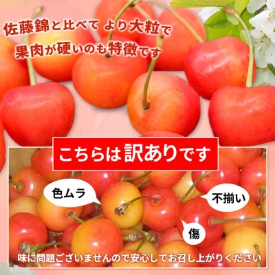 【2026年発送】紅秀峰 さくらんぼ 訳あり 約1kg (バラ詰) 《黒岩果樹園》