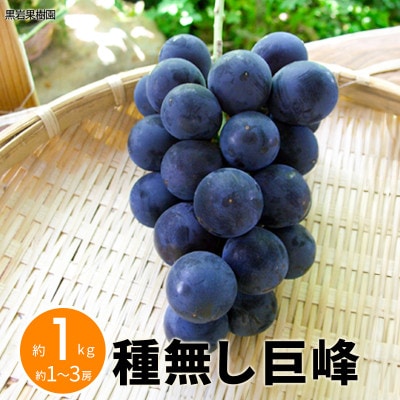 【2026年発送】種無し巨峰 約1kg (約1～3房) 《黒岩果樹園》