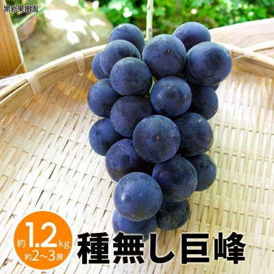 【2026年発送】種無し巨峰 約1.2kg (約2～3房)《黒岩果樹園》
