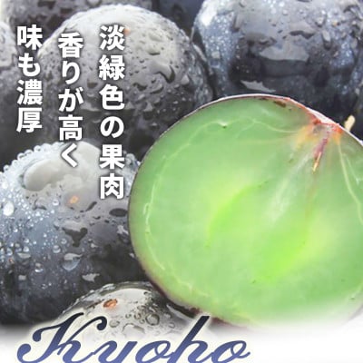 【2026年発送】種無し巨峰 約1.2kg (約2～3房)《黒岩果樹園》