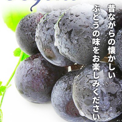 【2026年発送】種無し巨峰 約4kg (約6～10房)《黒岩果樹園》