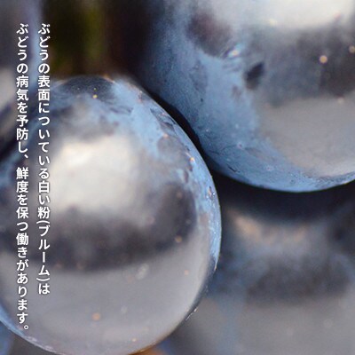 【2026年発送】ナガノパープル 約2kg (約3～6房) 《黒岩果樹園》