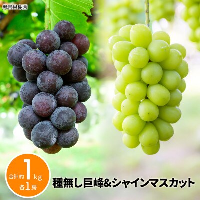 【2026年発送】種無し巨峰&シャインマスカット 合計約1kg (各1房)《黒岩果樹園》