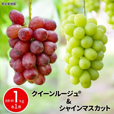 【2026年発送】クイーンルージュ(R)&シャインマスカット 合計約1kg (各1房)《黒岩果樹園》