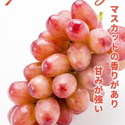 【2026年発送】クイーンルージュ(R)&シャインマスカット 合計約1kg (各1房)《黒岩果樹園》