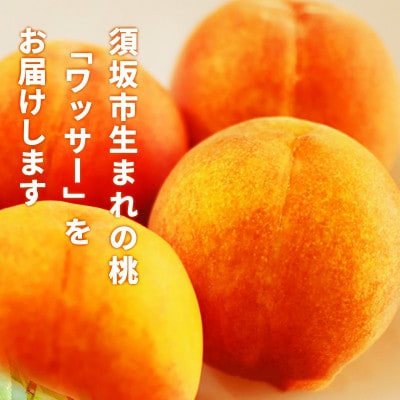 【2026年発送】硬めの桃 信州須坂の桃 ワッサー 特秀品 約2kg(約5～11玉)《黒岩果樹園》