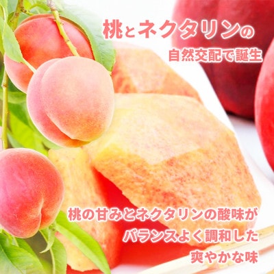 【2026年発送】硬めの桃 信州須坂の桃 ワッサー 特秀品 約2kg(約5～11玉)《黒岩果樹園》