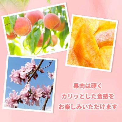 【2026年発送】硬めの桃 信州須坂の桃 ワッサー 特秀品 約2kg(約5～11玉)《黒岩果樹園》