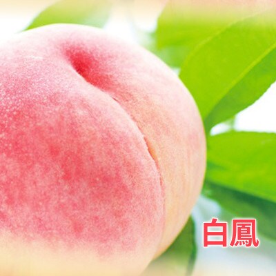 【2026年発送】信州須坂 旬の桃 秀選  約3kg (約6～12玉) 《黒岩果樹園》