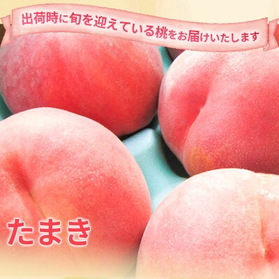 【2026年発送】信州須坂 旬の桃 秀選  約2kg (約3～9玉) 《黒岩果樹園》