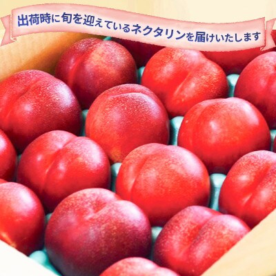 【2026年発送】信州須坂の桃 旬のネクタリン 特秀品 約3kg (約11～20玉)《黒岩果樹園》