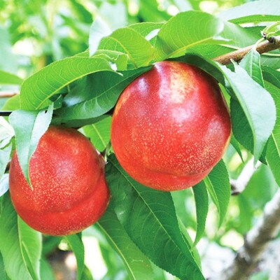 【2026年発送】信州須坂の桃 旬のネクタリン 特秀品 約3kg (約11～20玉)《黒岩果樹園》