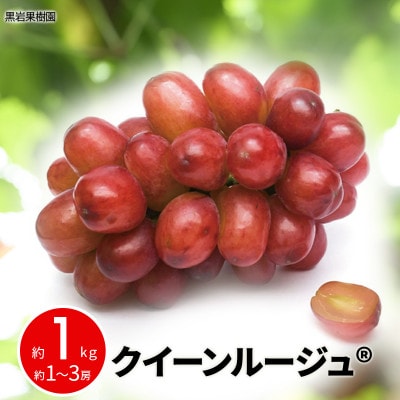 【2026年発送】クイーンルージュ(R) 約1kg (約1～3房) 《黒岩果樹園》