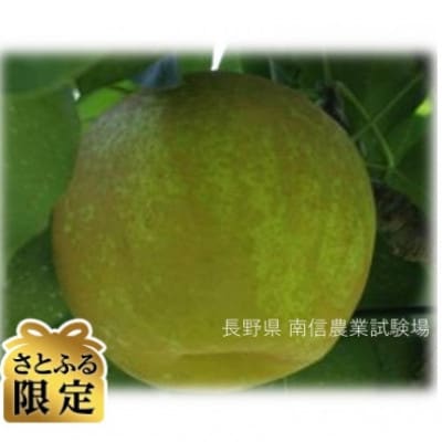 【さとふる限定】【希少】南月なんげつ梨 良品 7～11個 3kg以上