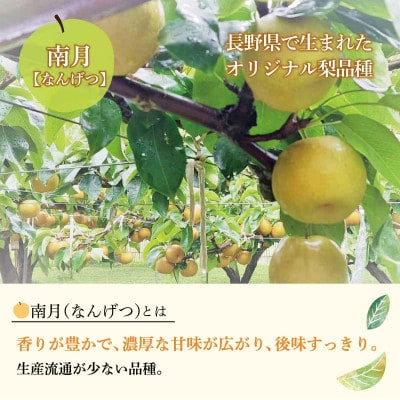 【希少】南月なんげつ梨 良品 7～11個 3kg以上