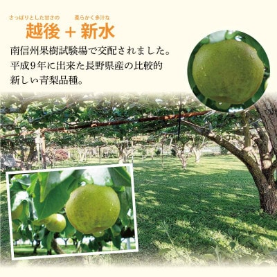 【希少】南月なんげつ梨 良品 7～11個 3kg以上