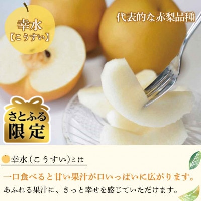 【さとふる限定】幸水梨 良品7～11個(計3kg以上)長野県須坂市産