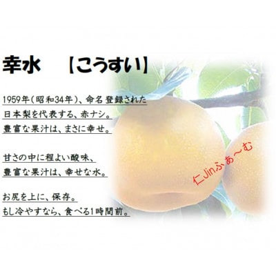 【さとふる限定】幸水梨 良品7～11個(計3kg以上)長野県須坂市産