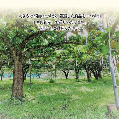 【さとふる限定】幸水梨 良品7～11個(計3kg以上)長野県須坂市産