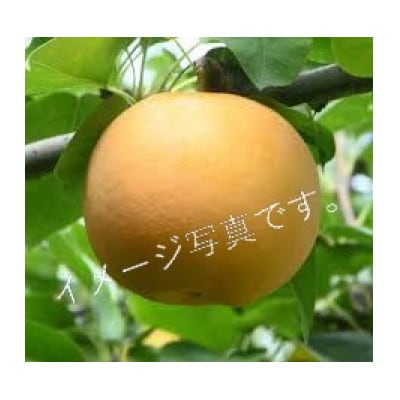 【さとふる限定】あきづき梨 良品7～11個(計3kg以上)