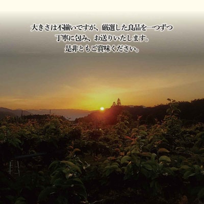 【さとふる限定】あきづき梨 良品7～11個(計3kg以上)