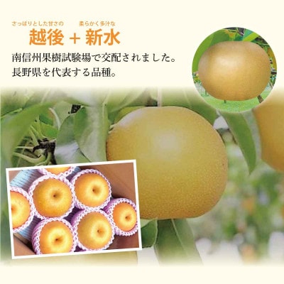 【さとふる限定】南水梨 良品7～11個3kg以上