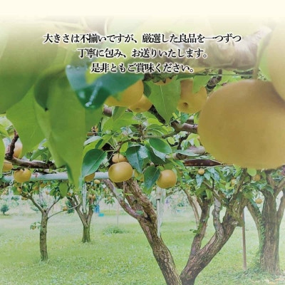 【さとふる限定】南水梨 良品7～11個3kg以上