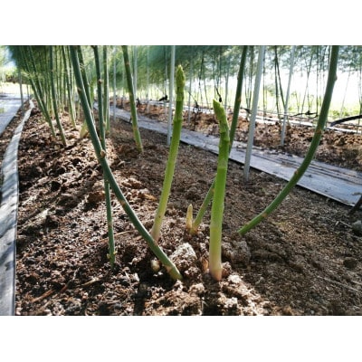 【信州須坂・峯村農園直送】朝採れ新鮮!アスパラガス　逸品A級品　約1.0kg(M～2Lサイズ)
