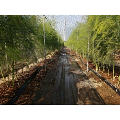 【信州須坂・峯村農園直送】朝採れ新鮮!アスパラガス　逸品A級品　約1.0kg(M～2Lサイズ)