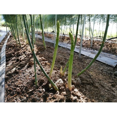 【信州須坂・峯村農園直送】朝採れ新鮮!アスパラガス　訳ありB級品　約1.2kg(M～2Lサイズ)