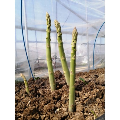 【信州須坂・峯村農園直送】朝採れ新鮮!アスパラガス　訳ありB級品　約1.2kg(M～2Lサイズ)