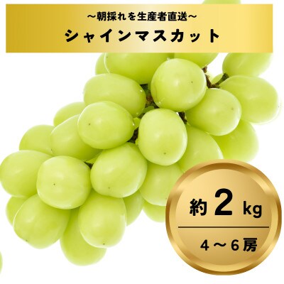 シャインマスカット約2kg(4～6房)