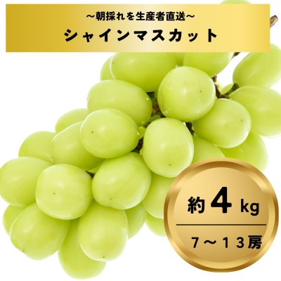 シャインマスカット約4kg(7～13房)