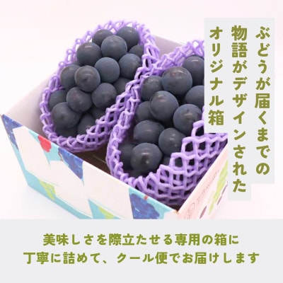 ナガノパープル約4kg(7～13房)