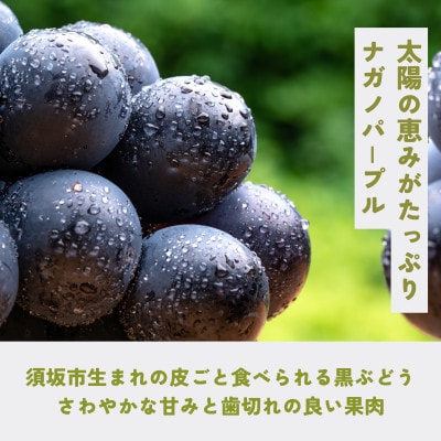 【さとふる限定】【ひとくち贅沢】ナガノパープル(粒)約800g