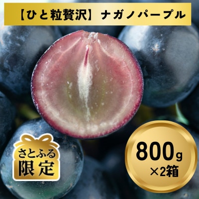 【さとふる限定】【ひとくち贅沢】ナガノパープル(粒)約1.6kg
