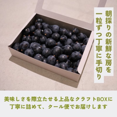【さとふる限定】【ひとくち贅沢】ナガノパープル(粒)約1.6kg