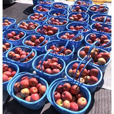 長野県産りんご　サンフジ　約3kg(7玉～12玉)ご家庭用