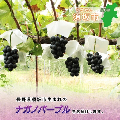 信州須坂産ナガノパープル計約2kg(3～6房)